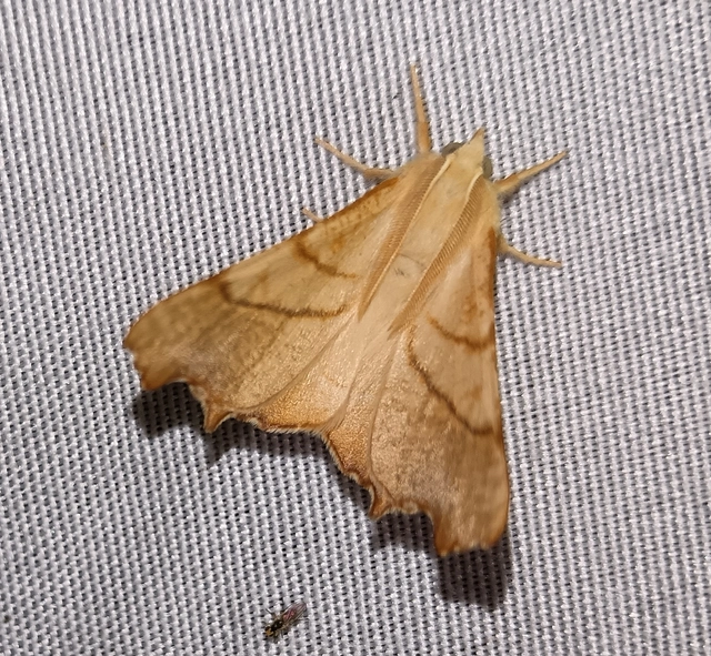 Ennomos fuscantaria - kőris-levélaraszoló