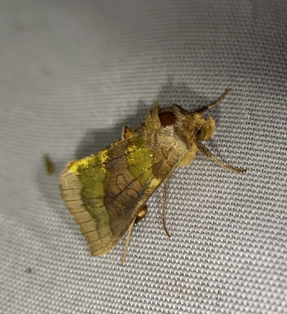 Diachrysia chrysitis - aranybagoly