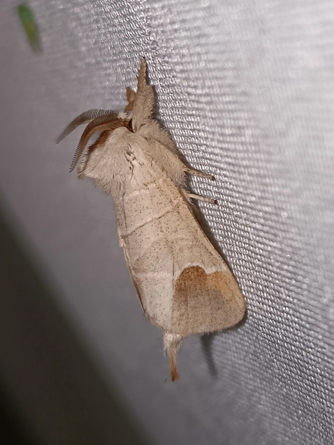 Clostera curtula - rövidszárnyú levélszövő Clostera curtula - rövidszárnyú levélszövő