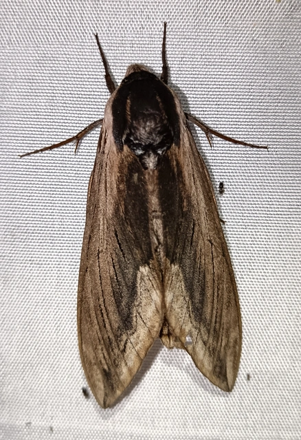 Sphinx ligustri - fagyalszender