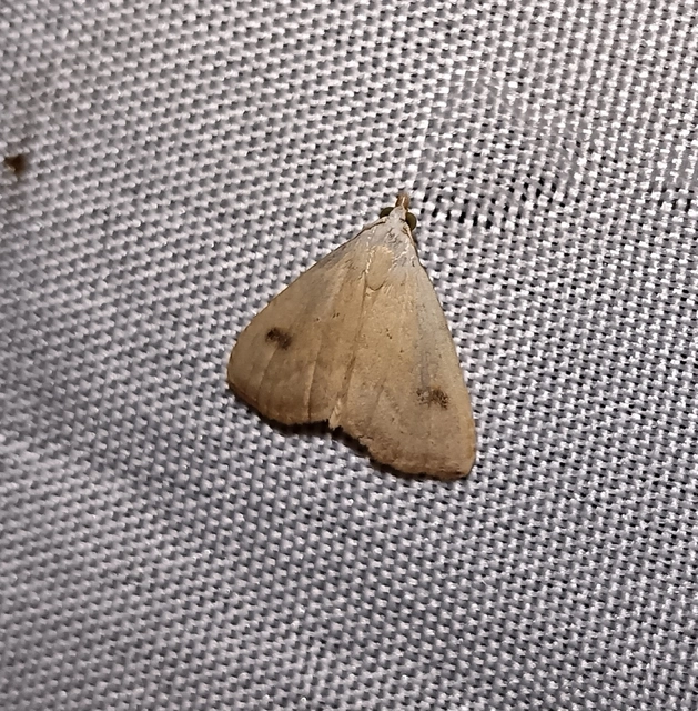 Rivula sericealis - selymes lórombagoly