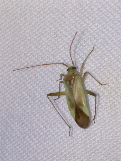 Adelphocoris lineolatus - lucernapoloska