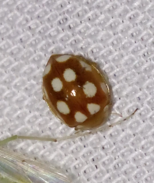 Vibidia duodecimguttata - tizenkétcseppes füsskata