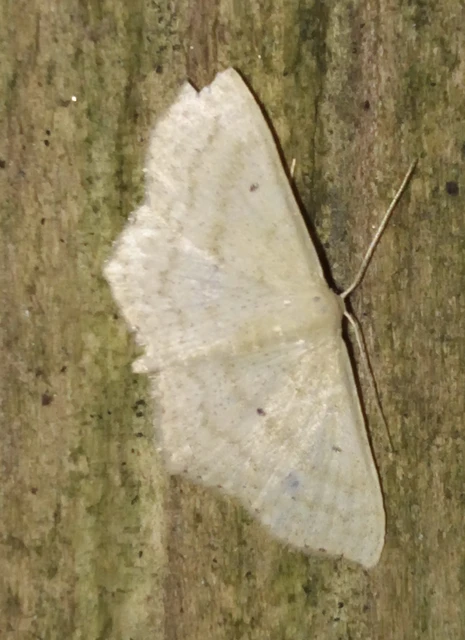 Scopula nigropunctata - feketepettyes araszoló