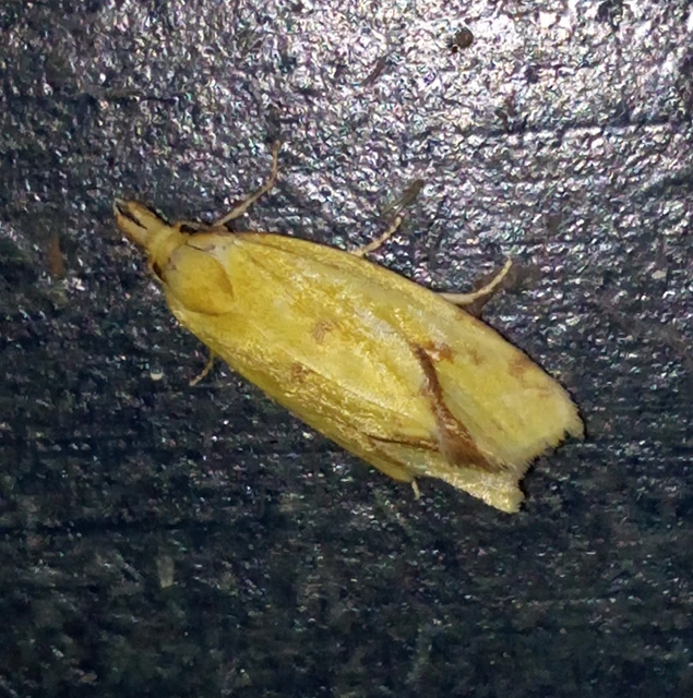 Agapeta hamana - közönséges sárgamoly