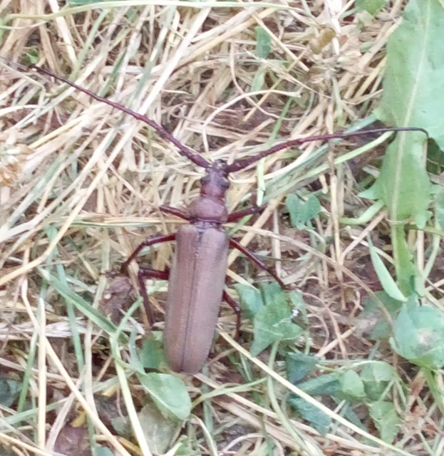 Aegosoma scabricorne - diófacincér