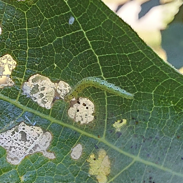 Choreutis nemorana - füge-levélmoly