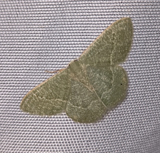 Phaiogramma etruscaria - fehérpettyes zöldaraszoló