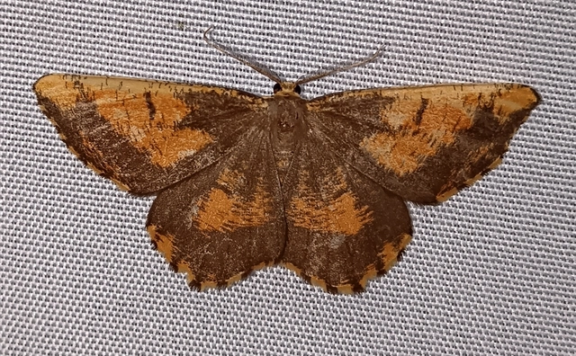 Angerona prunaria - sárga kökényaraszoló