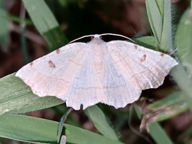 Eilicrinia trinotata - háromjegyű araszoló
