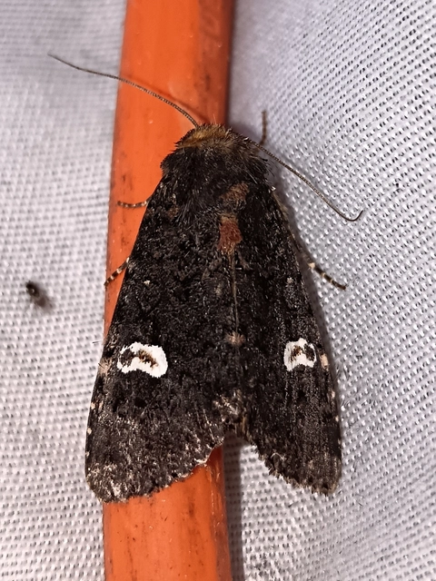 Melanchra persicariae - fehérfoltos kertibagoly