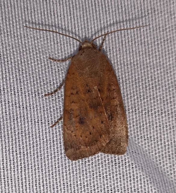 Noctua interjecta - zömök sárgafűbagoly