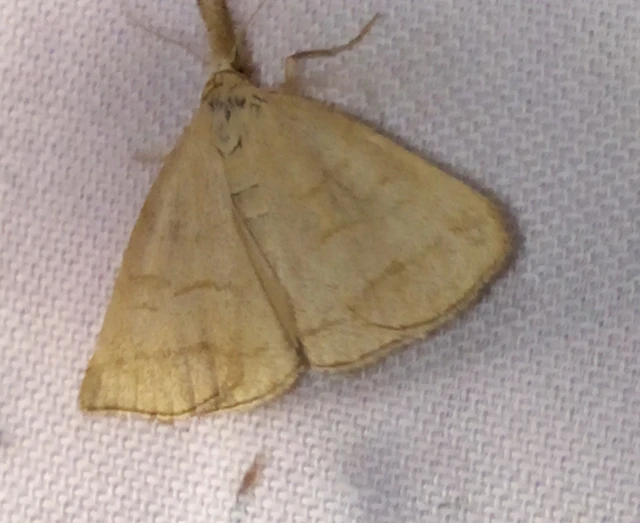 Polypogon gryphalis - láperdei karcsúbagoly