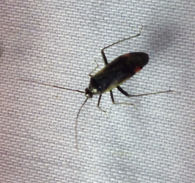 Adelphocoris seticornis - szegélyes mezeipoloska