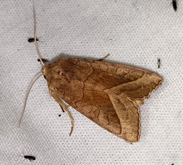 Hydraecia micacea - csillogó acsalapubagoly