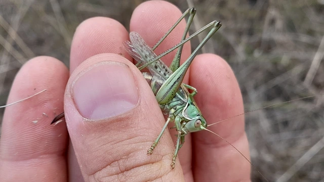 Gampsocleis glabra - tőrös szöcske