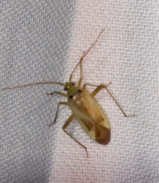 Adelphocoris lineolatus - lucernapoloska