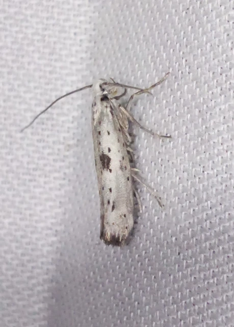 Yponomeuta plumbella - pókhálós bengemoly