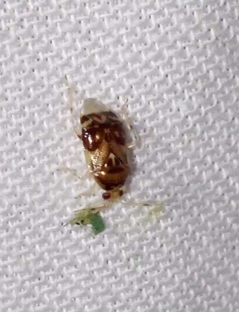 Deraeocoris lutescens - sárgás mezeipoloska