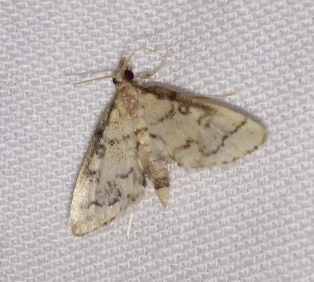 Metasia ophialis - kígyósávos tűzmoly