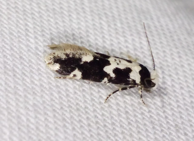 Neurothaumasia ankerella - magyarmoly