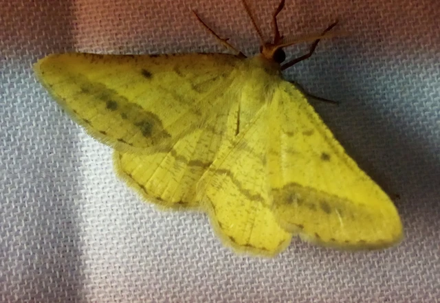 Tephrina arenacearia - lucerna-araszoló