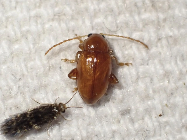 Neocrepidodera