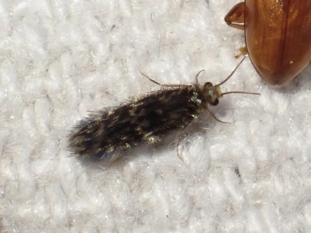 Hydroptilidae