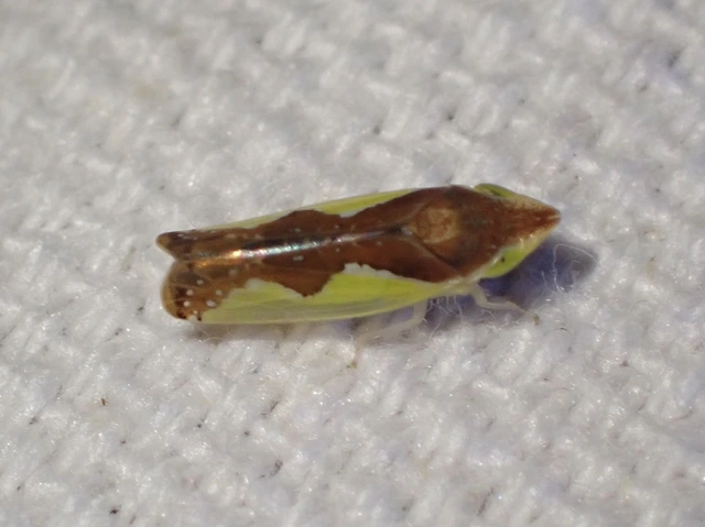 Platymetopius Platymetopius