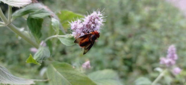 Phasia hemiptera