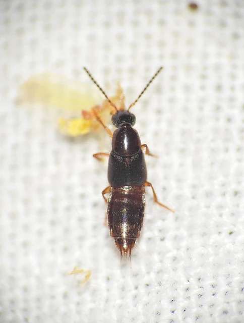 Philonthus quisquiliarius - zöldfényű ganajholyva