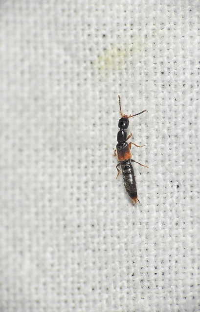Neobisnius procerulus - kétszínű ganajholyva
