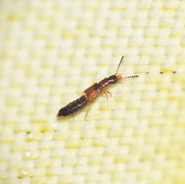Planeustomus palpalis - kis aknászholyva