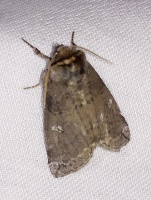 Tethea or - bélyeges pihésszövő
