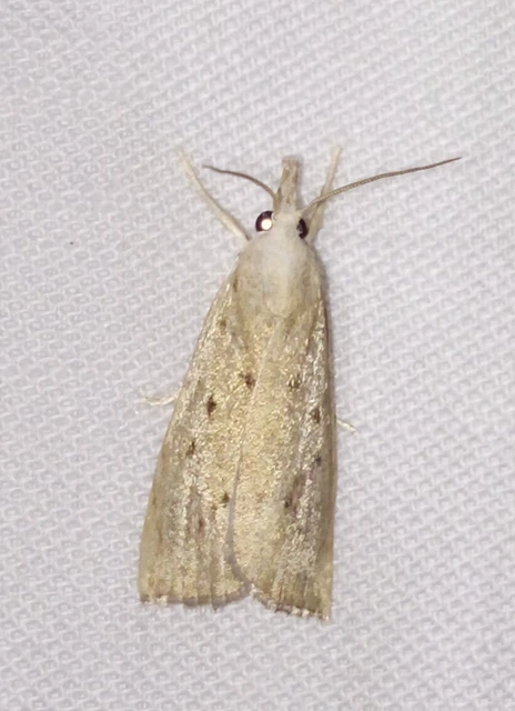 Calamotropha paludella - barna nádlevélmoly
