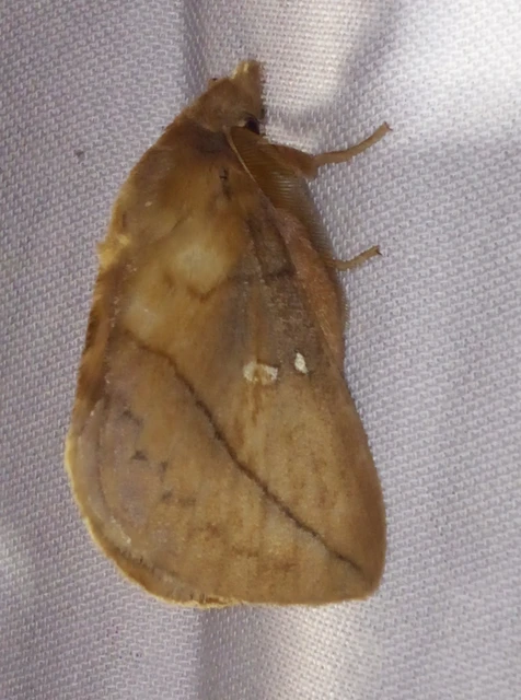 Euthrix potatoria - szomjas pohók