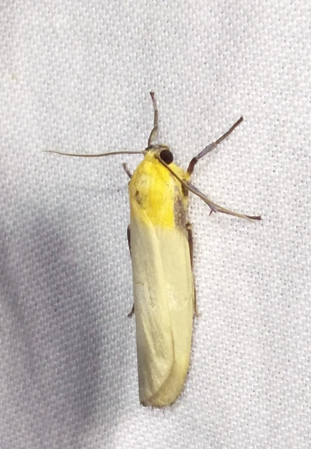 Lithosia quadra - négypettyes zuzmószövő