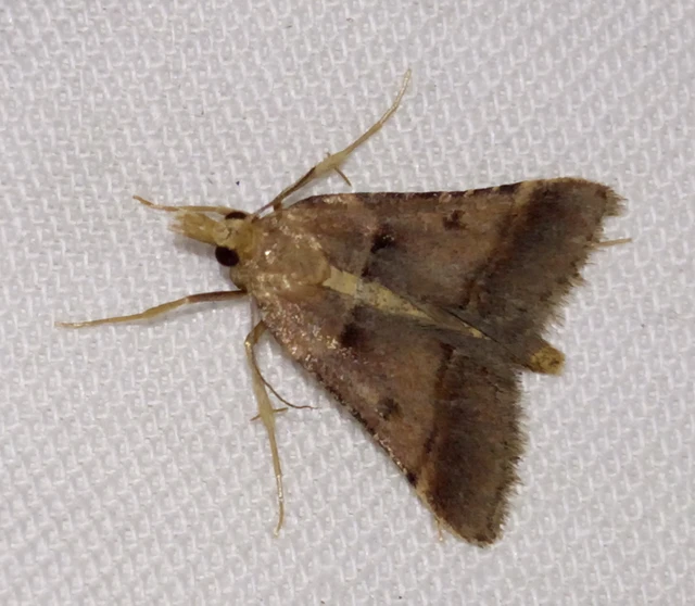 Stemmatophora brunnealis - barna fényilonca