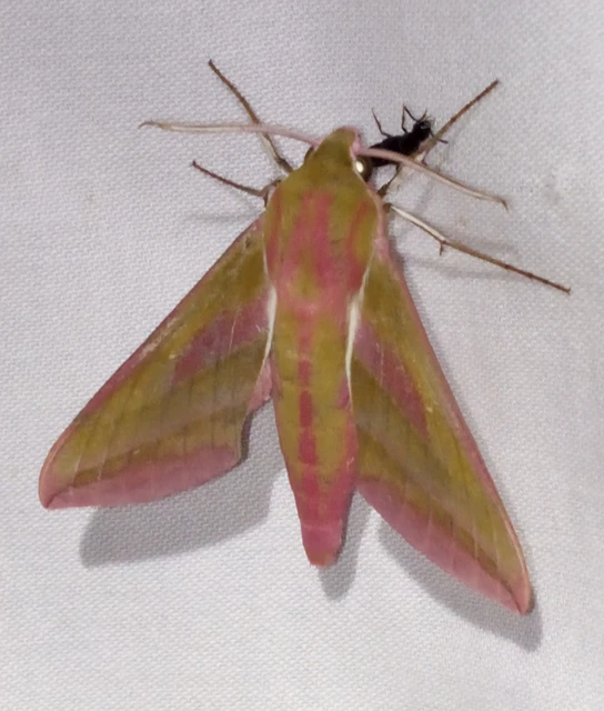 Deilephila elpenor - szőlőszender
