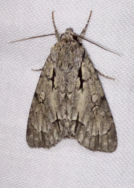 Acronicta cuspis/tridens/psi