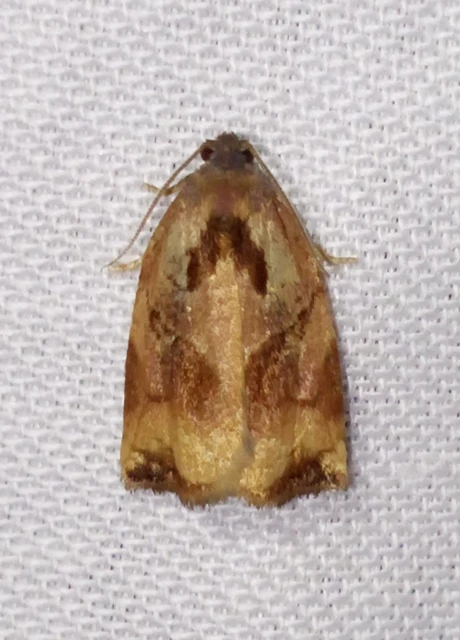 Archips podana - dudvarágó sodrómoly