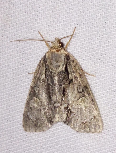 Acronicta strigosa - kis szigonyosbagoly