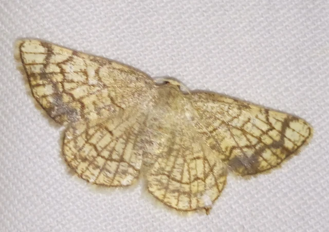 Stegania dilectaria - fehérnyár-araszoló