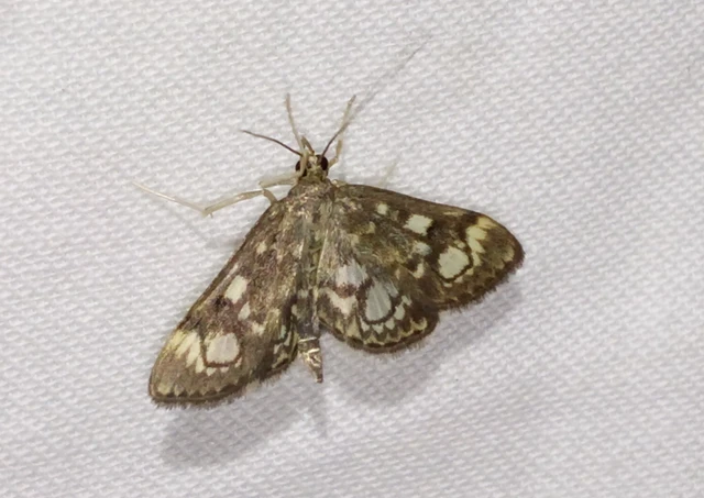 Anania coronata - koronás dudvamoly