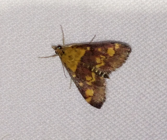 Pyrausta aurata - aranyló bíbormoly
