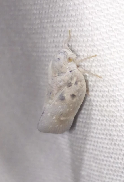 Metcalfa pruinosa - amerikai lepkekabóca