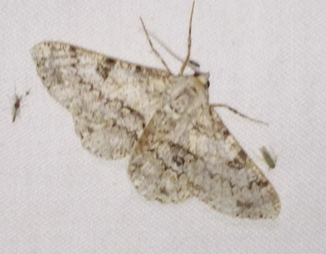 Ascotis selenaria - holdas faaraszoló