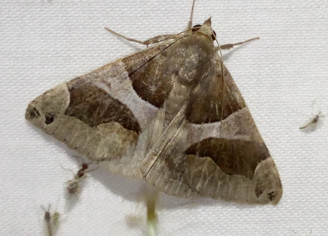 Dysgonia algira - déli porcelánbagoly