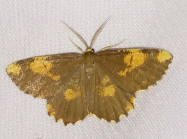 Angerona prunaria - sárga kökényaraszoló