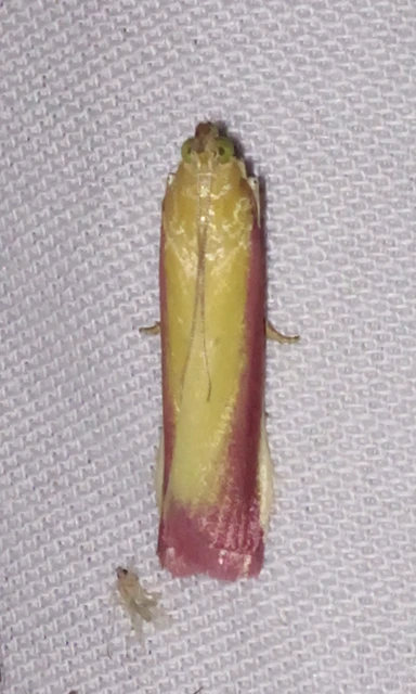 Oncocera semirubella - lucernamoly